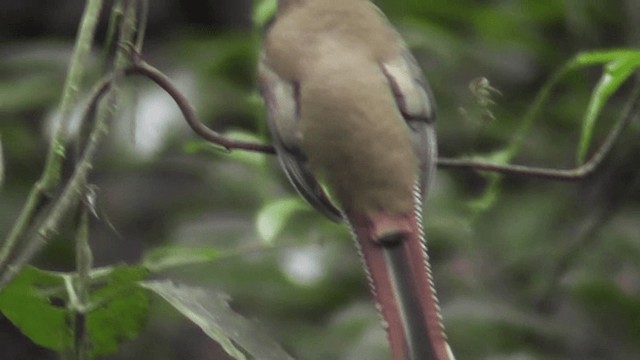 trogon modroocasý - ML201162971