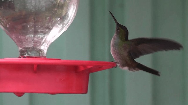 Blue-chested Hummingbird - ML201162981