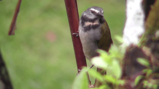 Buff-throated Saltator - ML201163011