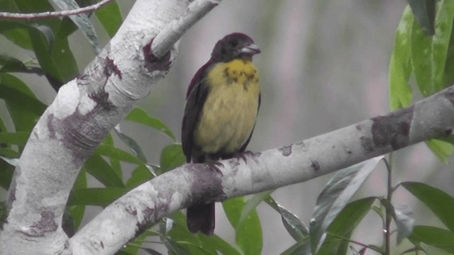 Flame-rumped Tanager (Lemon-rumped) - ML201163071