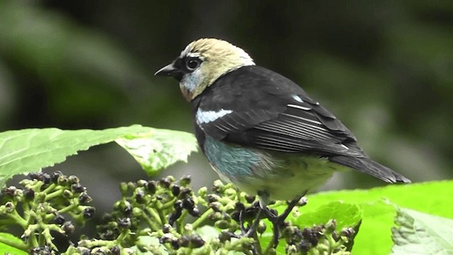 Golden-hooded Tanager - ML201163101