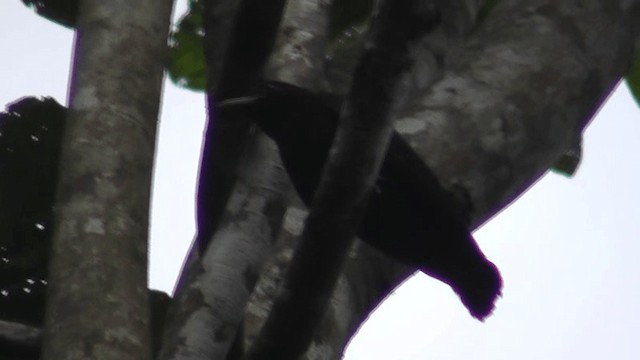 Cotinga Quérula - ML201163201