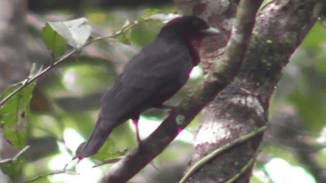 Purple-throated Fruitcrow - ML201163211