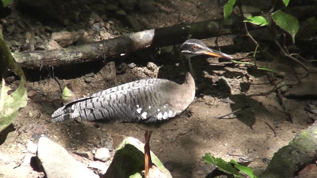 Sunbittern - ML201163301