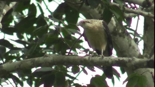 Caracara Chimachima - ML201163311