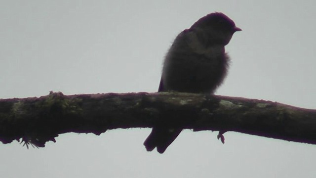 Golondrina Patiblanca - ML201163331