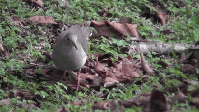 White-tipped Dove - ML201163341