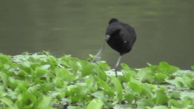 Jacana Suramericana - ML201163381