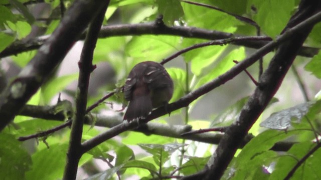 Black-crowned Antshrike - ML201163391