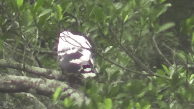 Белая агуйла (costaricensis) - ML201163411