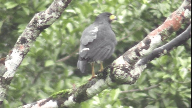 Barred Hawk - ML201163421