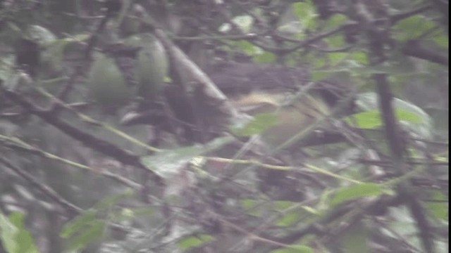 Black-chested Jay - ML201163451