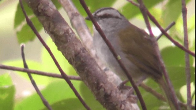 Black-striped Sparrow - ML201163461