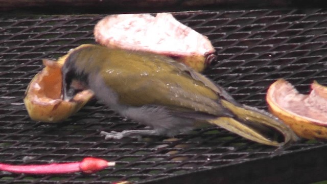 Buff-throated Saltator - ML201163471