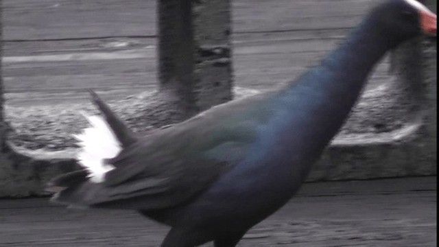 Purple Gallinule - ML201163491