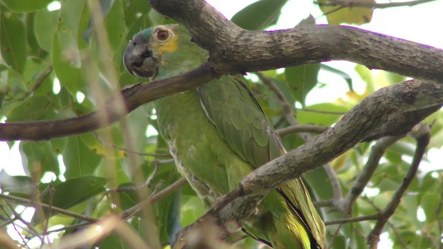 アオボウシインコ - ML201163521