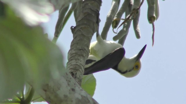 White Woodpecker - ML201163541