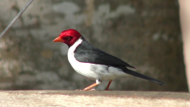 Yellow-billed Cardinal - ML201163551