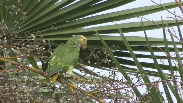 ワキアカボウシインコ - ML201163571