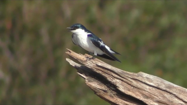 White-winged Swallow - ML201163611