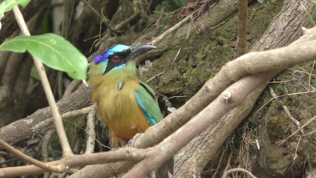 blåpannemotmot - ML201163621