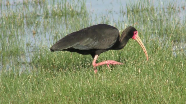 Nacktzügelibis - ML201163641