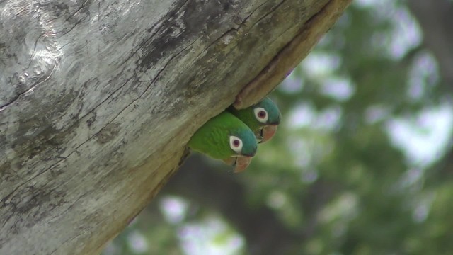 Conure à tête bleue - ML201163671