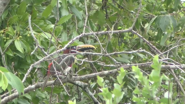 Chestnut-eared Aracari - ML201163741