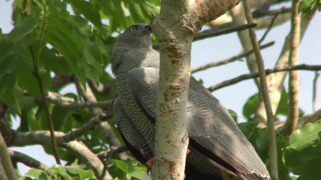 Crane Hawk - ML201163761