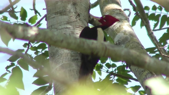 Cream-backed Woodpecker - ML201163771