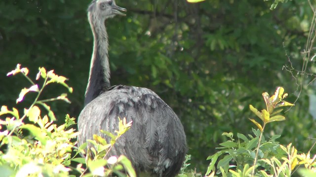 Greater Rhea - ML201163851