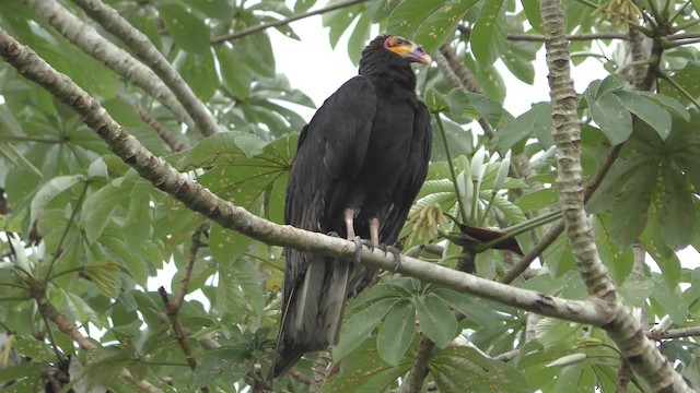 Lesser Yellow-headed Vulture - ML201163921