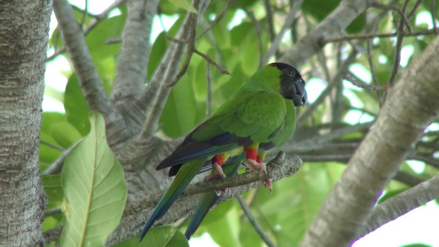 クロガミインコ - ML201163961