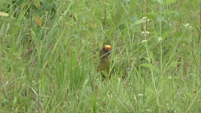 テツバシメキシコインコ - ML201163991