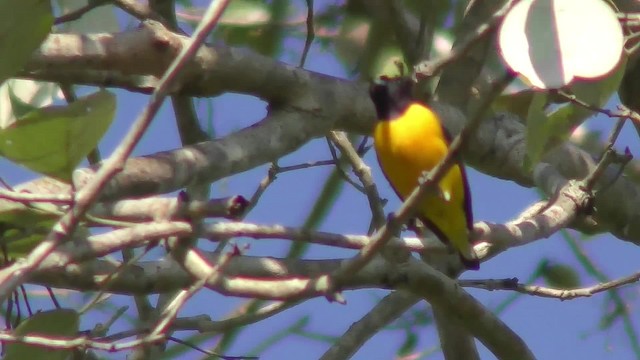 Purple-throated Euphonia - ML201164011