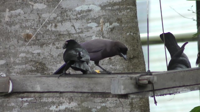 Purplish Jay - ML201164031