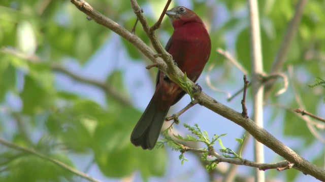 Red-crested Finch - ML201164051