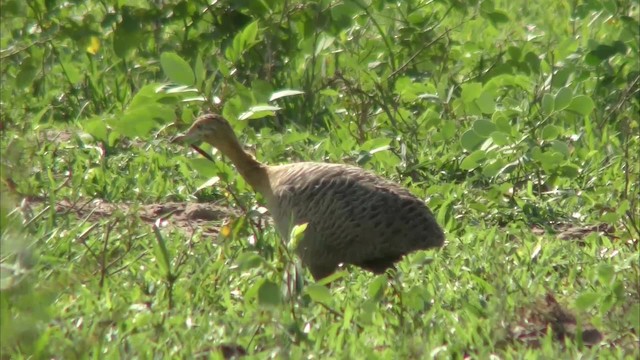 Red-winged Tinamou - ML201164071