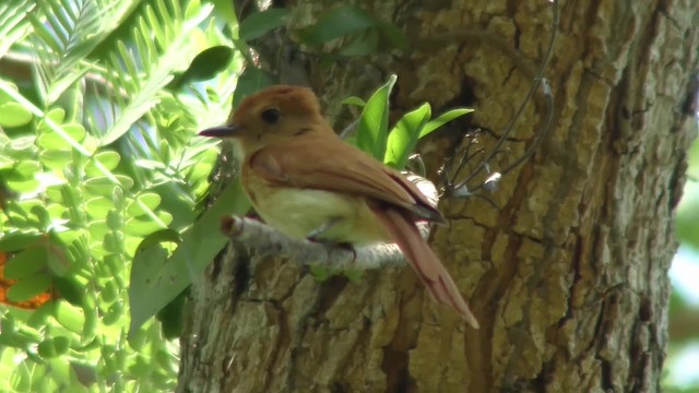 Rufous Casiornis - ML201164111