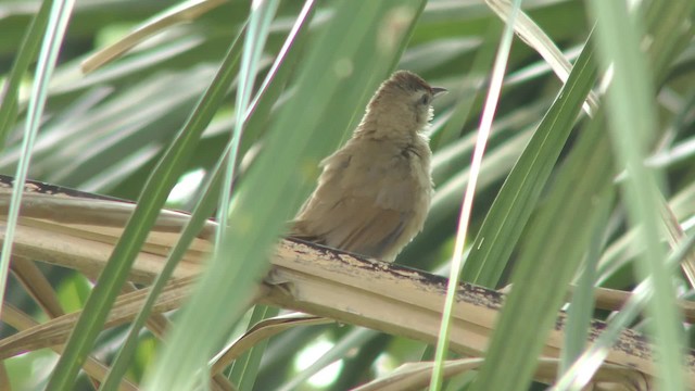 アレチカマドドリ（rufifrons グループ） - ML201164131