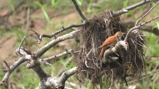 アカオカマドドリ - ML201164151