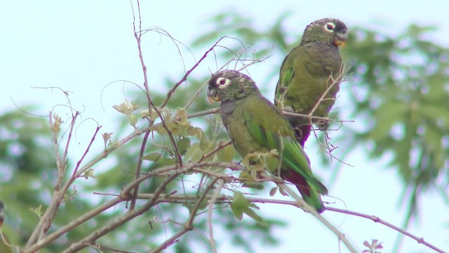 Папуга-червоногуз зеленощокий - ML201164161