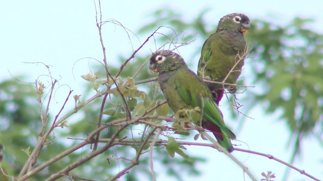 Loro Choclero - ML201164161