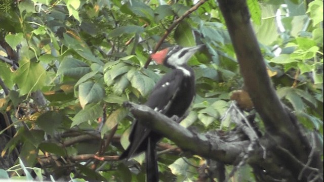 Pileated Woodpecker - ML201164251