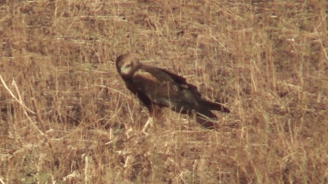 Western Marsh Harrier - ML201164271