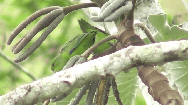 Blauflügel-Sperlingspapagei - ML201164461