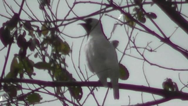 Bare-throated Bellbird - ML201164481