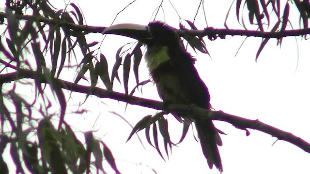 Arasarí Cuellinegro - ML201164491