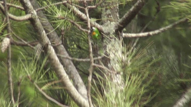 Brassy-breasted Tanager - ML201164511