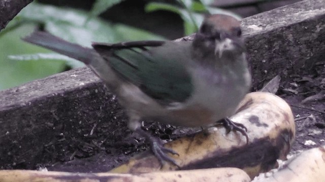 Burnished-buff Tanager (Stripe-bellied) - ML201164531